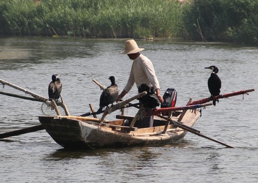 湖水 鸕鶿 捕魚(yú) 小船 魚(yú)鷹
