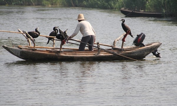 湖水 鸕鶿 捕魚 小船 魚鷹