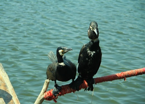 湖水 鸕鶿 捕魚(yú) 小船 魚(yú)鷹