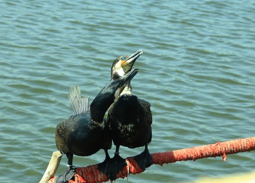 湖水 鸕鶿 捕魚(yú) 小船 魚(yú)鷹