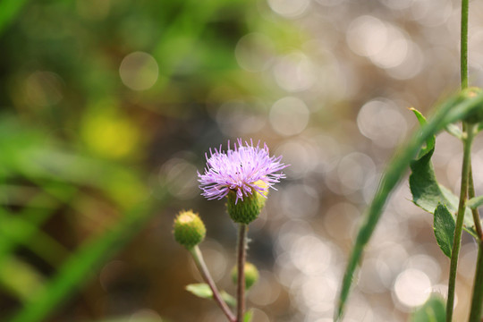 紫花