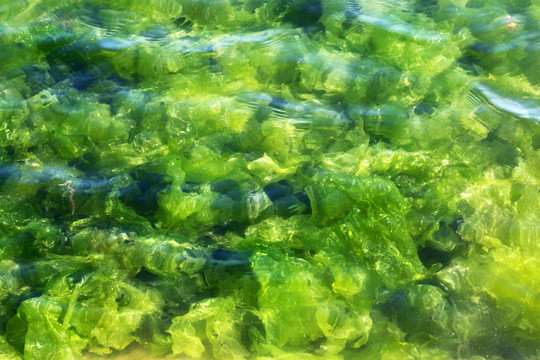 海菜