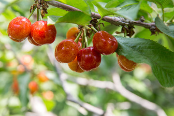 櫻桃 櫻桃園 櫻桃樹(shù)