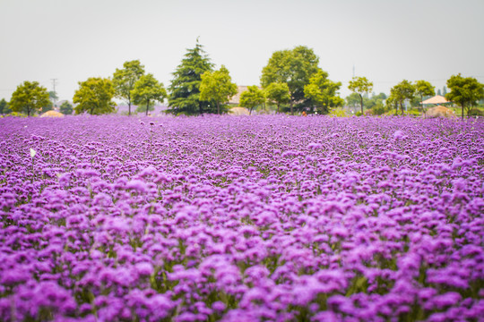 馬鞭草花圖