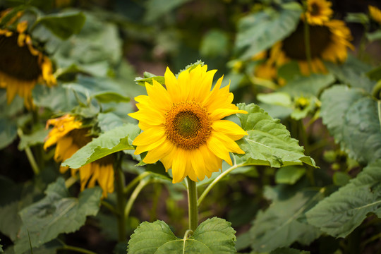 太陽花