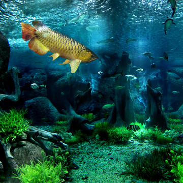海底金龍魚