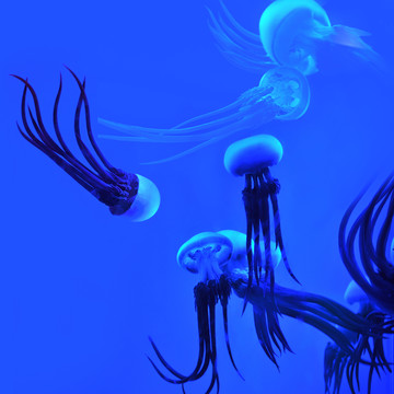 海蜇水母