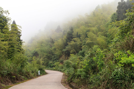 敘永丹山風(fēng)景公路竹林
