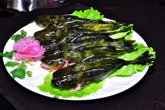 黃顙魚