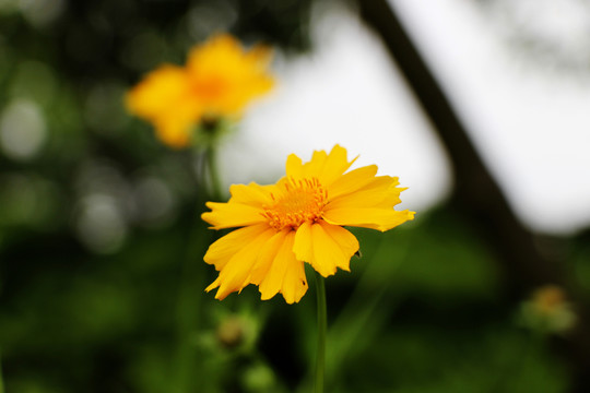 黃色金盞花