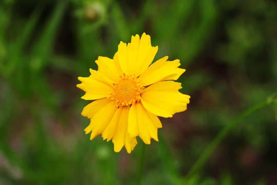 金雞盞花