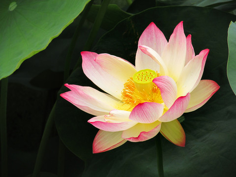 夏日荷花特寫(xiě)
