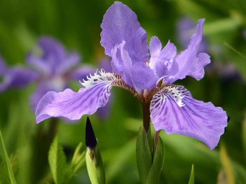 鳶尾花