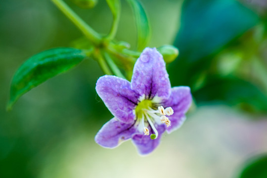 小花
