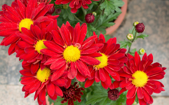 紅菊花特寫