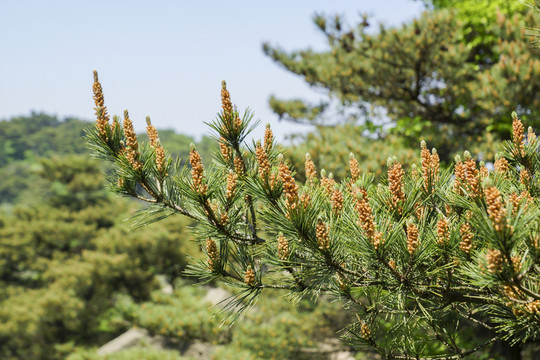 松枝