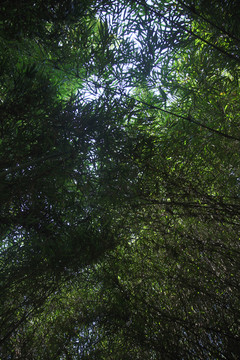 望江樓公園