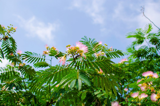 合歡花