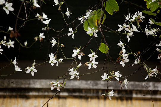 紫荊花