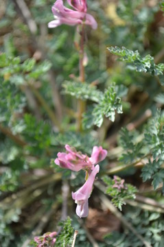 小花小草