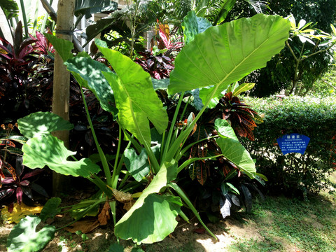 花園