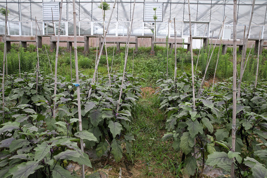 蔬菜種植基地