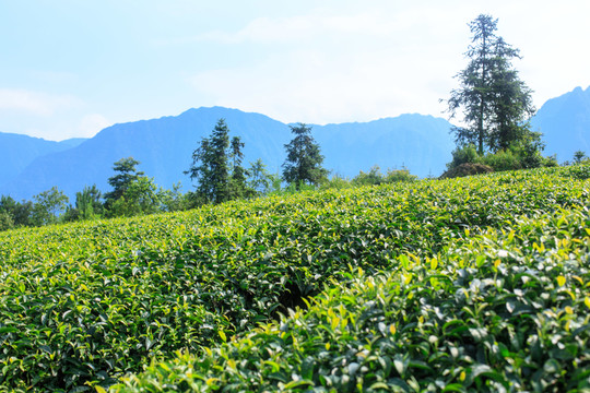 敘永丹山紅巖壩茶園