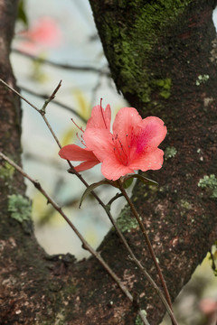 杜鵑花