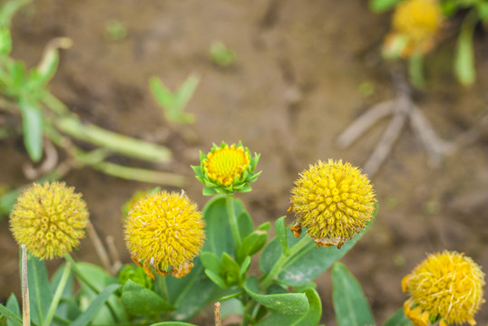 圓球金盞菊