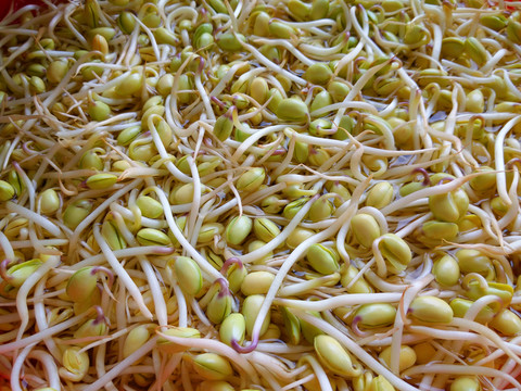 黃豆芽