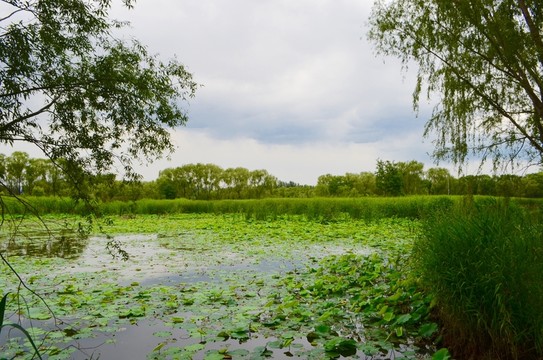 稻香湖濕地