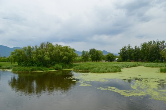 稻香湖濕地
