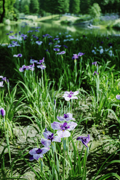 鳶尾花