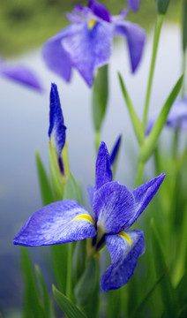 鳶尾花