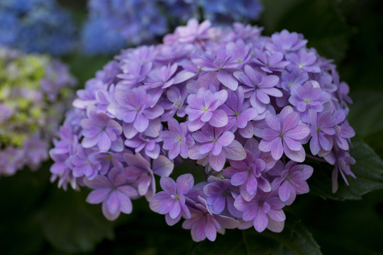 繡球花紫陽花