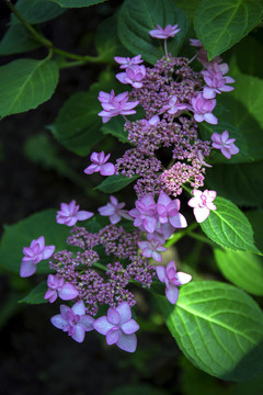 繡球花紫陽花