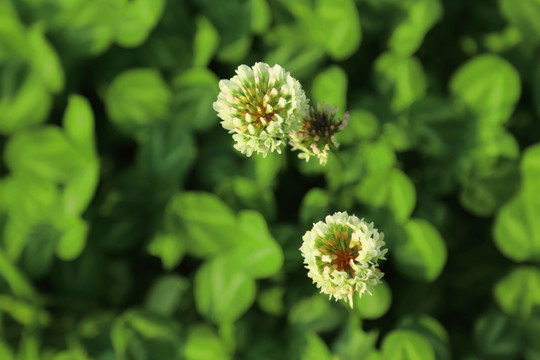 野花