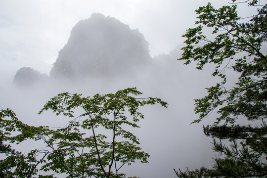 霧中天竺山