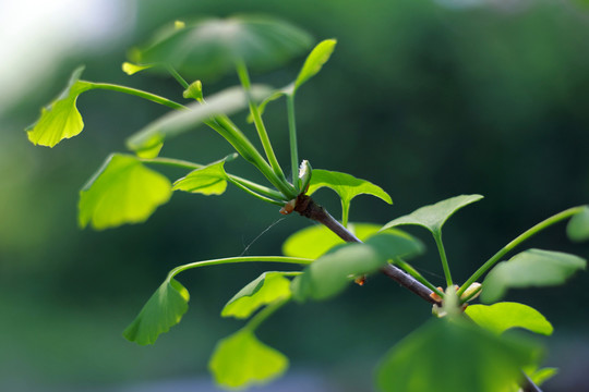 白果樹葉