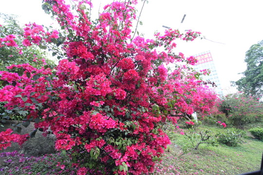 花卉