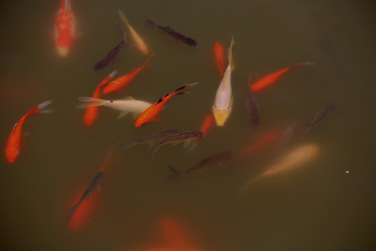 魚