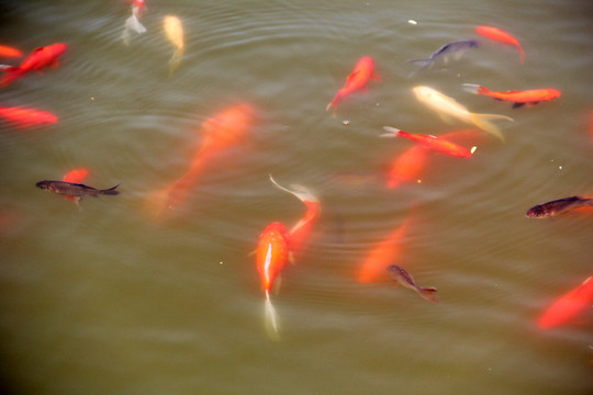 魚