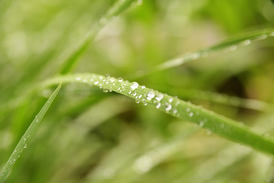 草 水珠 露珠