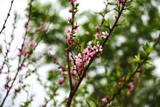 桃花 花枝