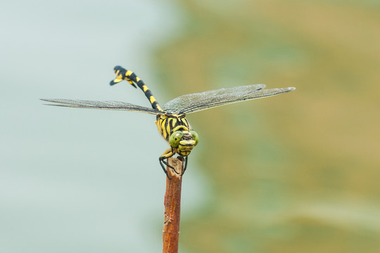 蜻蜓