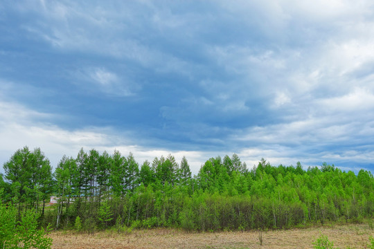 樹林烏云風(fēng)景