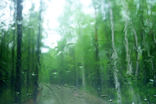 雨中的树林风景