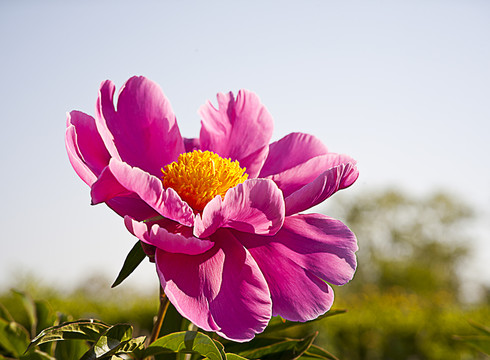 一支芍藥花開