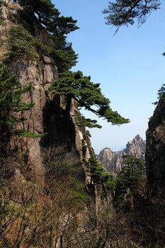 黃山風光 黃山松