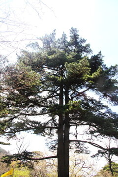 黃山松 黃山風(fēng)光